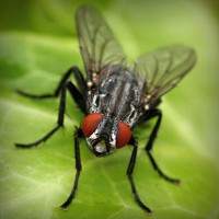 /album/fowlflax7/photolia-a01-jpg/