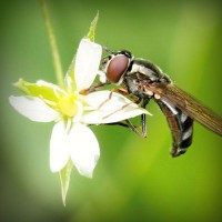 /album/fowlflax7/photolia-a02-jpg/