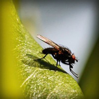 /album/fowlflax7/photolia-a04-jpg/