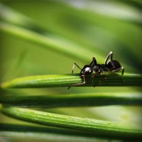 /album/fowlflax7/photolia-a05-jpg/