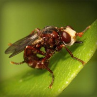 /album/fowlflax7/photolia-a06-jpg/