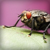 /album/fowlflax7/photolia-a08-jpg/
